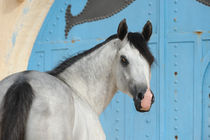 Vollblut-Araber Hengst, Portrait vor blauem Tor by Sabine Stuewer