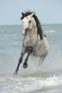 Vollblut-Araber Hengst galoppiert im Meer by Sabine Stuewer