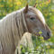 Curly-horse-sabine-stuewer-tierfoto-353044