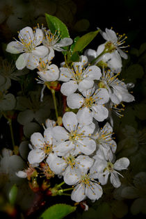 sparkling - The night after the rain by Chris Berger