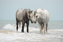 zwei Vollblut-Araber Hengste im Meer by Sabine Stuewer