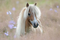 Mini-Shetland-Pony in Wiese by Sabine Stuewer