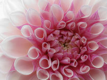 Dahlie - Dahlia by Christine Horn