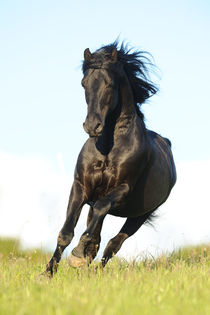 Morgan Horse Wallach im Galopp by Sabine Stuewer