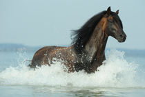 Paso Fino Hengst im Wasser by Sabine Stuewer