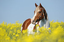 Pinto-Araber in Rapsfeld by Sabine Stuewer