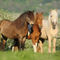 Icelandic-horse-sabine-stuewer-tierfoto-627054