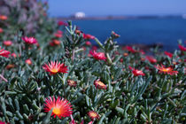 Flowers on the Beach by Susi Stark