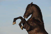 Berber Hengst, Portrait steigend by Sabine Stuewer