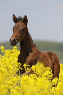 Paso Fino Fohlen, Galopp in Raps by Sabine Stuewer