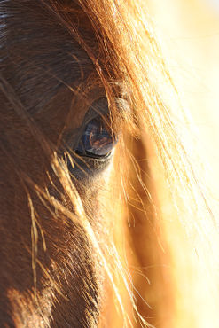 Horses-sabine-stuewer-tierfoto-217763