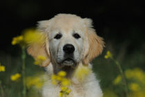 Golden Retriever Welpe, Portrait by Sabine Stuewer