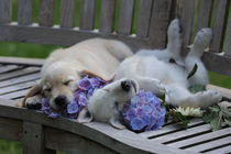 Golden Retriever Welpen schlafen auf Bank by Sabine Stuewer