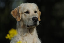 Golden Retriever Rüde, Potrait by Sabine Stuewer