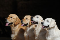 Golden Retriever, Portrait Gruppe von Sabine Stuewer