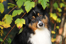 Australian Shepherd Rüde, Portrait von Sabine Stuewer