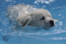 Golden Retriever Welpe schwimmt in Pool von Sabine Stuewer