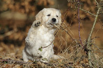 Golden Retriever Welpe von Sabine Stuewer