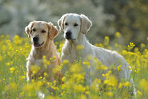 Zwei Golden Retriever in Raps by Sabine Stuewer