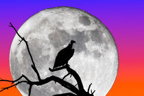 Vulture Silhouetted Against Supermoon von Graham Prentice