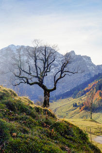 Austrian Fall von Eric Jonsson