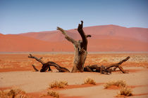 NAMIBIA ... Namib Desert Tree von meleah