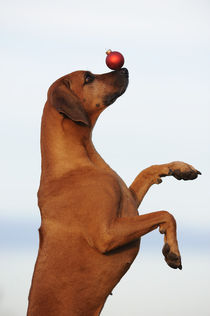 Rhodesian Ridgeback, Hündin mit Christbaumkugel von Sabine Stuewer