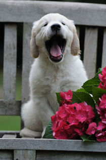 Golden Retriever Welpe gähnend von Sabine Stuewer