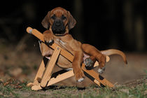 Rhodesian Ridgeback Welpe in Liegestuhl von Sabine Stuewer