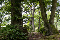 Der Wald als Wildnisgebiet von Ronald Nickel