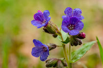 Lungenkraut auch Blaue Schlüsselblume genannt von Ronald Nickel