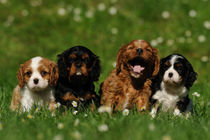 Vier Cavalier King Charles Spaniel Welpen by Sabine Stuewer