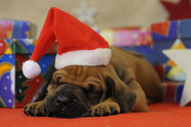 Rhodesian Ridgeback Welpe, Weihnachten von Sabine Stuewer