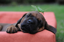 Rhodesian Ridgeback Welpe mit Grashüpfer by Sabine Stuewer