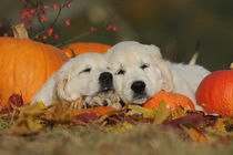 Golden Retriever, Zwei Welpen mit Kürbis von Sabine Stuewer