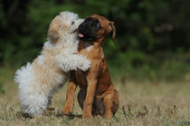 Shih Tzu und Boxer Welpen von Sabine Stuewer