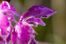 Blüte der Gefleckten Taubnessel nach dem Regen von Ronald Nickel