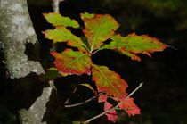 Herbstblätter von atelier-kristen