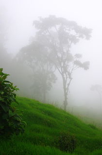 Mist in the mountains of Colombia von Daniel Steeves