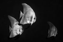 Batfish - Fledermausfische von schumacherfilm