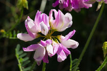 Die Blüte der Bunten Kronwicke von Ronald Nickel