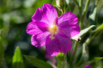 Die Blüte des Zottigen-Weidenröschen by Ronald Nickel