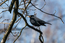 Amsel im Prachtkleid by Reto Bänninger