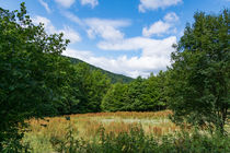 Versteckte Lichtung im Wald by Ronald Nickel