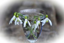 Schneeglöckchen im Glas von Claudia Evans