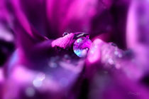 Tropfen auf Irisblüte by Nicc Koch