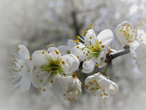 Schlehenblüten von Christine Horn