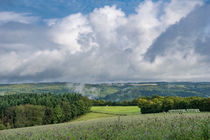 Ausblick an einer Blumenwiese by Ronald Nickel