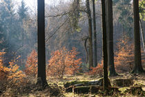 Der Wald an der Waldburghöhe by Ronald Nickel