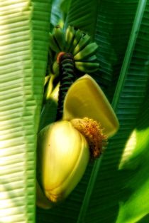 Bananen - Staude von Claudia Evans